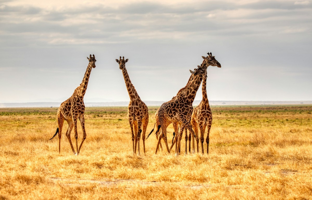 kenia